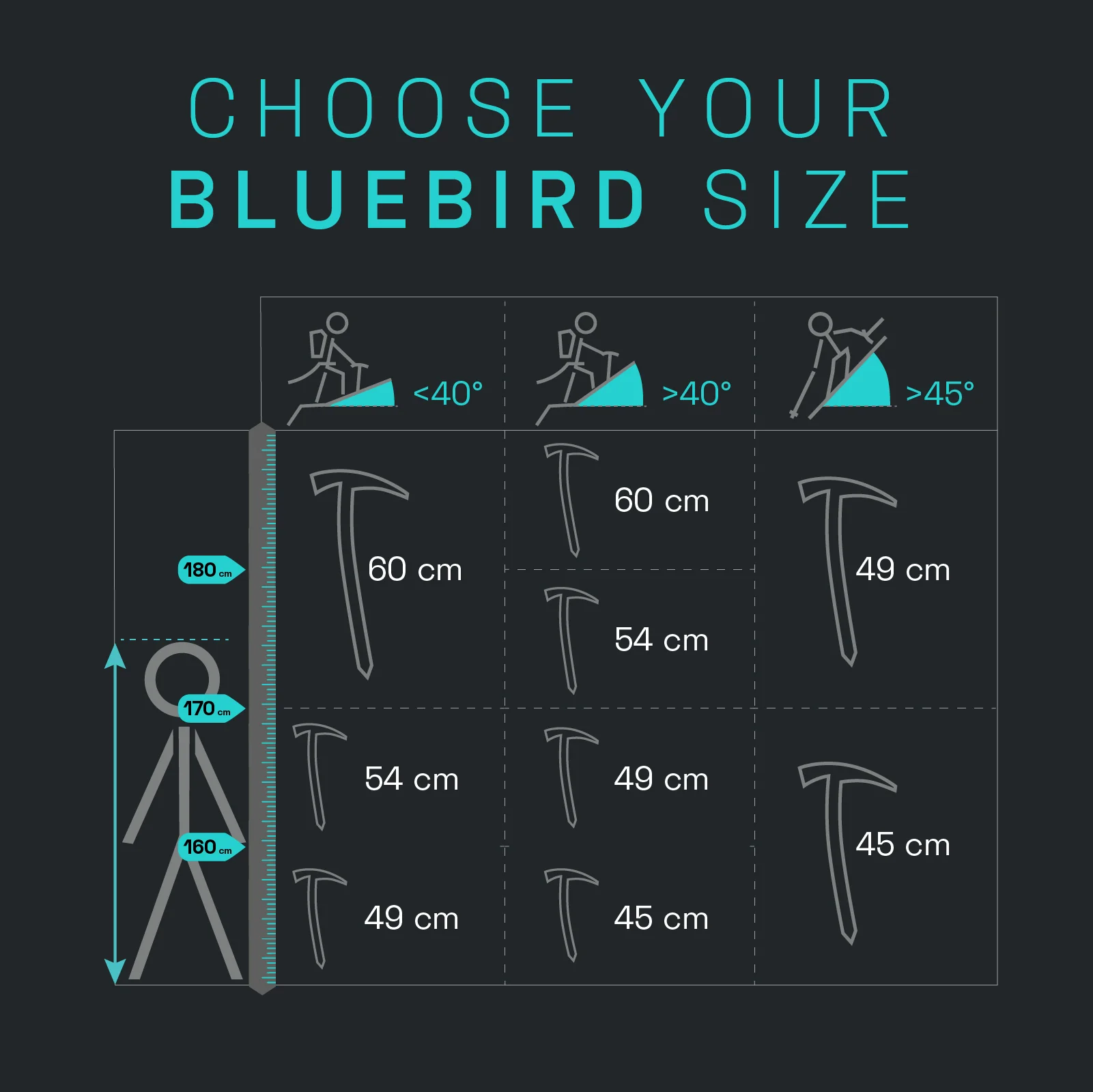 Bluebird - Image 6